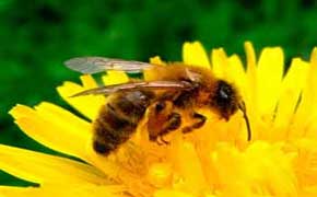 rêver d'abeille signification.