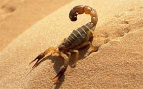 reve de scorpion en islam signification.